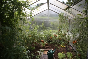 Inside of a green house with plants