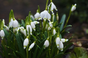 Snow drops in bloom