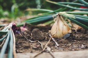 onions growing in veg patch