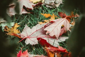 Autumn leaves on green grass