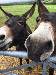 Donkey's at the Donkey Haven Charity