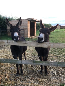 Two donkey's at the Donkey Haven Charity