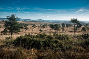 A view of the East Devon Pebblebed Heaths.