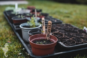 A picture showing plant pot with seedlings