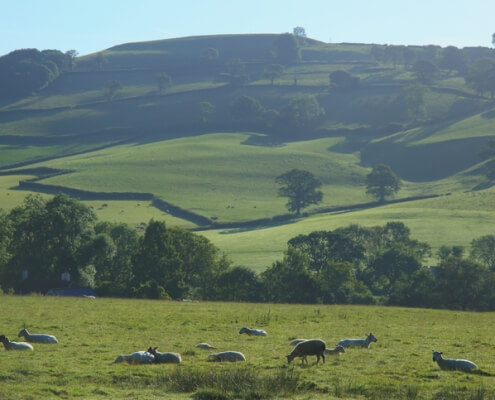 Sheep grazing on Blackdown Hills near our Hemyock new builds