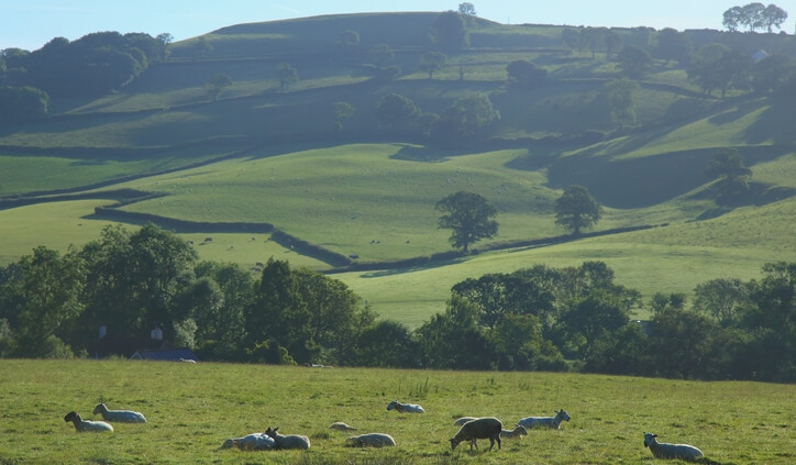 Sheep grazing on Blackdown Hills near our Hemyock new builds