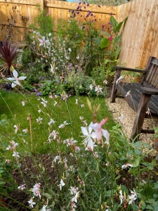 A selection of flora in Jill's garden 