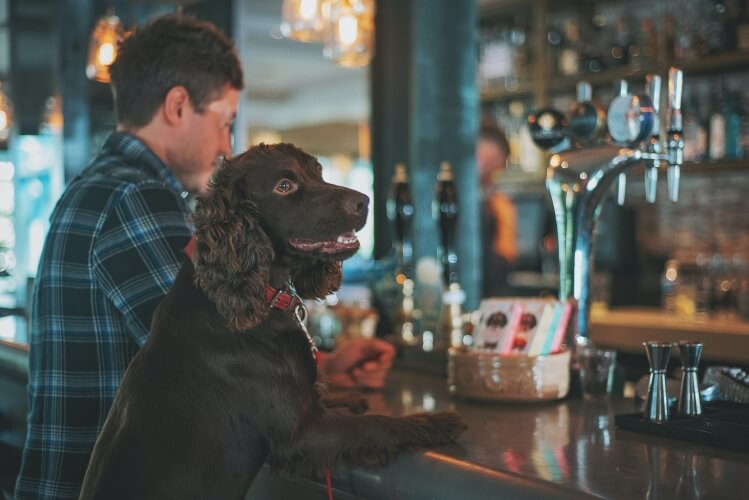 A dog stood at the bar in a pub