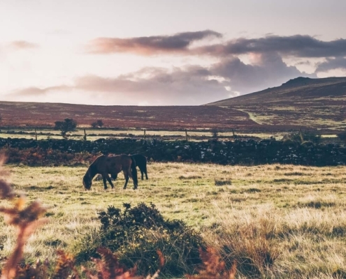 A pony grazing on Dartmoor