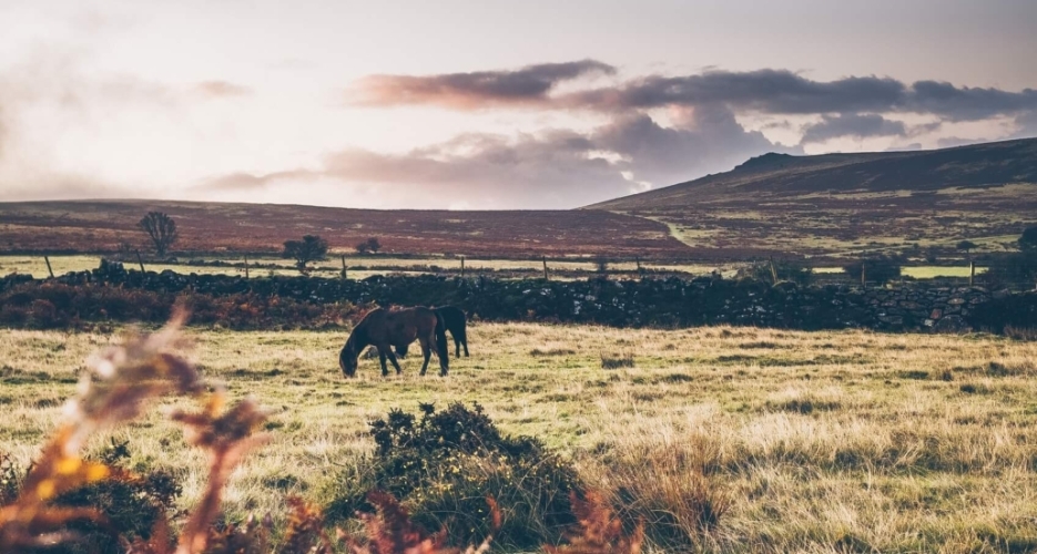A pony grazing on Dartmoor
